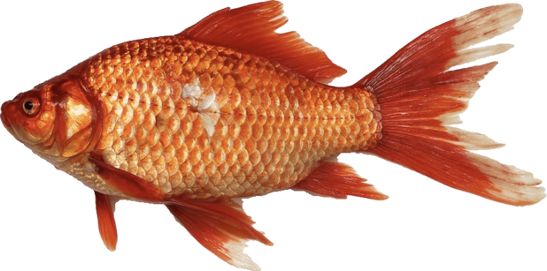 poissonrougedetoure.png