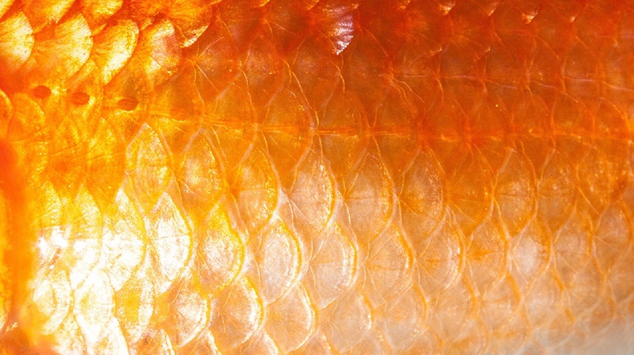 Fond d'&eacute;cran.jpg